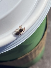 Pelegrina flavipes