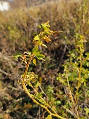 Melilotus albus