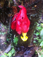 Drymonia coccinea