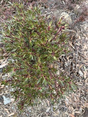 Tasmannia lanceolata