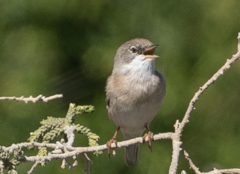 Curruca conspicillata