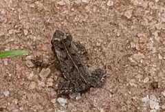 Rhinella
