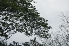 Buteogallus meridionalis