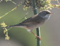 Curruca conspicillata