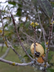 Elaeodendron croceum