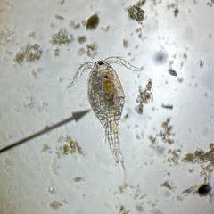 Copepoda