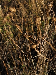 Grindelia squarrosa