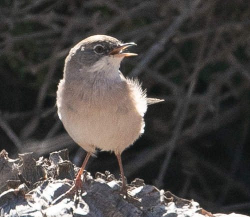 Curruca tomillera (Curruca conspicillata)
