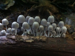 Coprinellus disseminatus