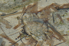 Callinectes marginatus