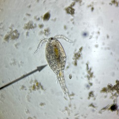 Copepoda