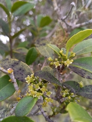 Elaeodendron croceum