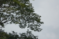 Buteogallus meridionalis