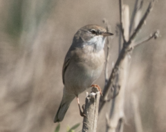 Curruca conspicillata