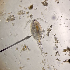 Copepoda