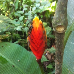 Heliconia episcopalis