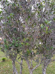 Elaeodendron croceum