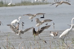 Numenius madagascariensis