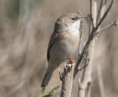 Curruca conspicillata