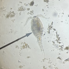 Copepoda
