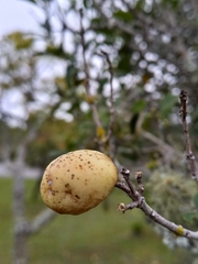 Elaeodendron croceum