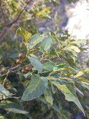 Karwinskia humboldtiana