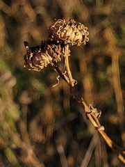Grindelia squarrosa