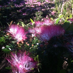 Calliandra angustifolia