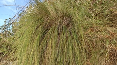 Festuca petraea