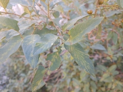Karwinskia humboldtiana