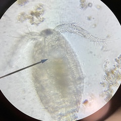 Copepoda