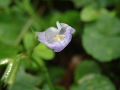 Bonnaya ruelloides
