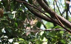 Vireo chivi