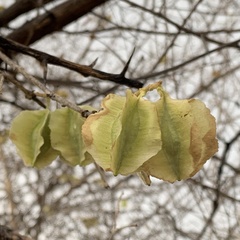 Combretum mossambicense