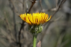 Hypochaeris scorzonerae