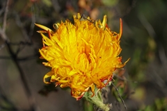 Hypochaeris scorzonerae