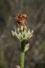 Hypochaeris scorzonerae