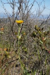 Hypochaeris scorzonerae
