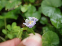 Bonnaya ruelloides