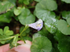 Bonnaya ruelloides