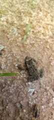 Rhinella