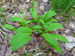 Allium microdictyon