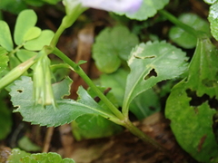 Bonnaya ruelloides
