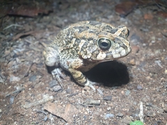 Sclerophrys gutturalis