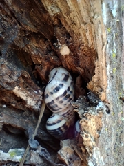 Drymaeus poecilus