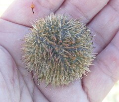 Euechinoidea