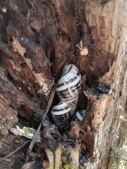 Drymaeus poecilus