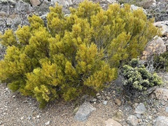 Orites acicularis