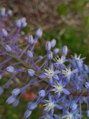 Merwilla plumbea