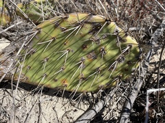 Opuntia littoralis